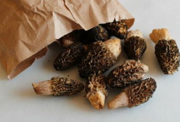 How to Clean Up Your Morels